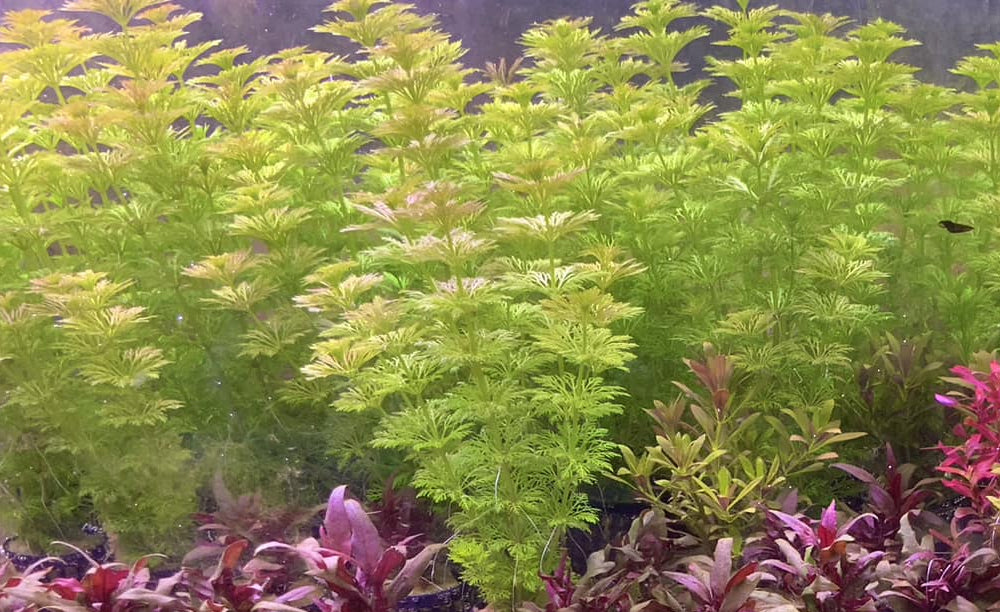 LCA Liverpool Creek Aquariums Limnophila sessiliflora aquarium plant