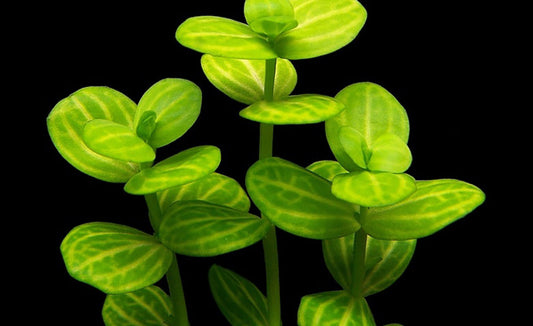 LCA Liverpool Creek Aquariums Lindernia rotundifolia €œVariegated€� aquarium plant