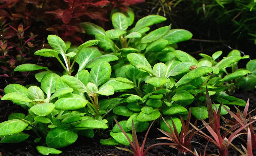 LCA Liverpool Creek Aquariums Lobelia cardinalis 'Small Form aka Lobelia 'mini' aquarium plant