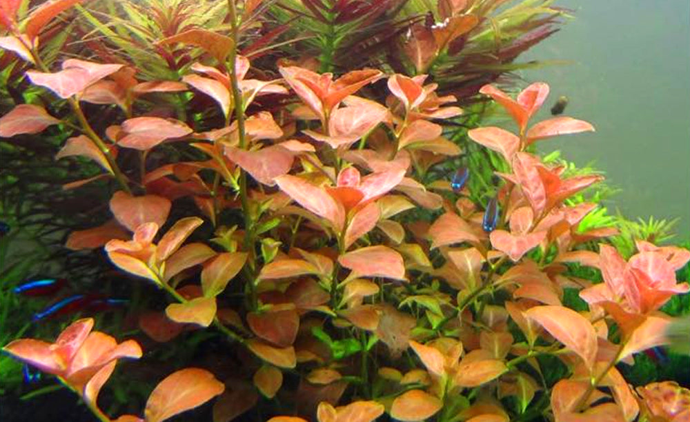 LCA Liverpool Creek Aquariums Ludwigia ovalis aquarium plant