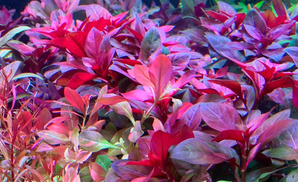 LCA Liverpool Creek Aquariums Ludwigia repens 'Rubin' aquarium plant