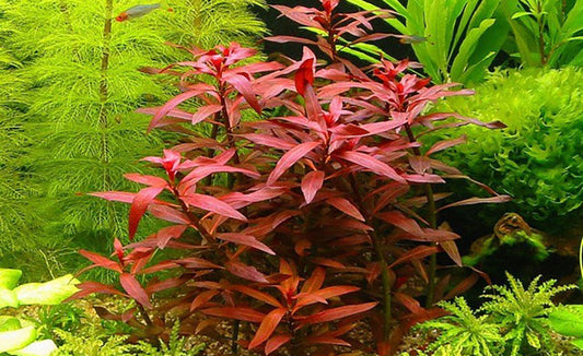 LCA Liverpool Creek Aquariums Ludwigia repens x arcuata aquarium plant