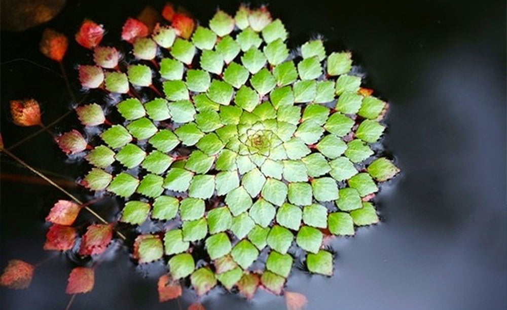 LCA Liverpool Creek Aquariums Ludwigia sedoides floating aquarium plant