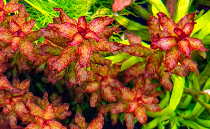 LCA Liverpool Creek Aquariums Ludwigia senegalensis aquarium plant