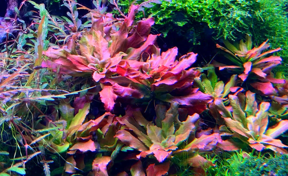 LCA Liverpool Creek Aquariums Ludwigia sphaerocarpa aquarium plant