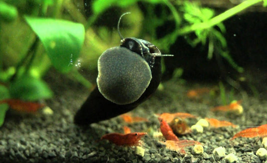 Black Devil Snails ( 25 Snails )