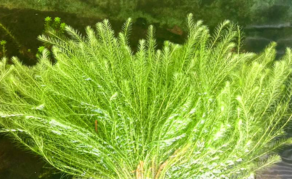 LCA Liverpool Creek Aquariums Mayaca fluviatilis aquarium plant