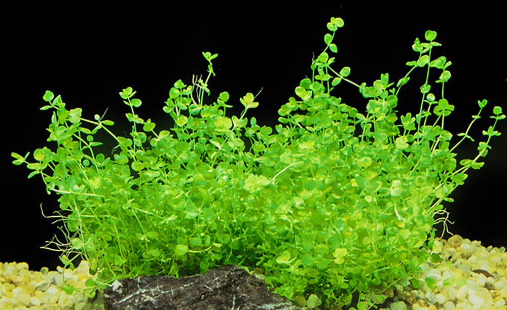 LCA Liverpool Creek Aquariums Micranthemum umbrosum aquarium plant