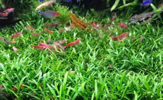 Cryptocoryne parva (6-8 leaves) Submersed grown