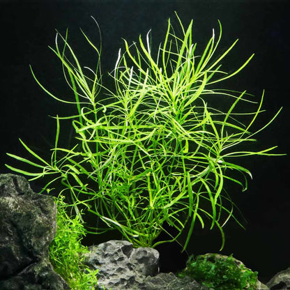 Pogostemon stellatus 'Octopus' 5cm POT NEW
