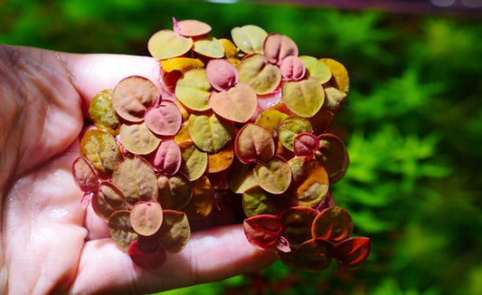 LCA Liverpool Creek Aquariums Phyllanthus fluitans - ( Red Root Floater ) aquarium plant