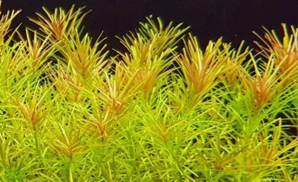 LCA Liverpool Creek Aquariums Rotala nanjanshen aquarium plant