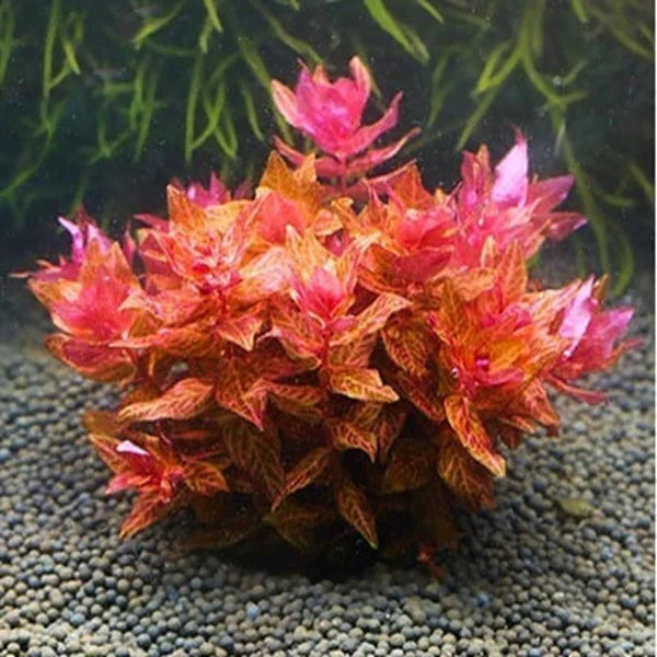Rotala macranda "Variegated" 5cm Pot