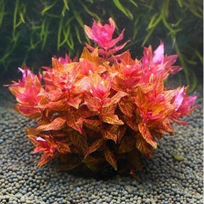 Rotala macranda "Variegated" 5cm Pot