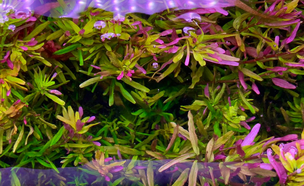 LCA Liverpool Creek Aquariums Rotala 'Ceylon' aquarium plant