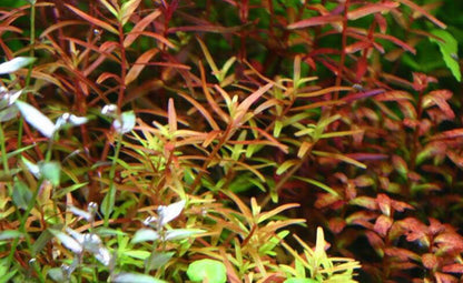 LCA Liverpool Creek Aquariums Rotala sp "H'ra"  aquarium plant