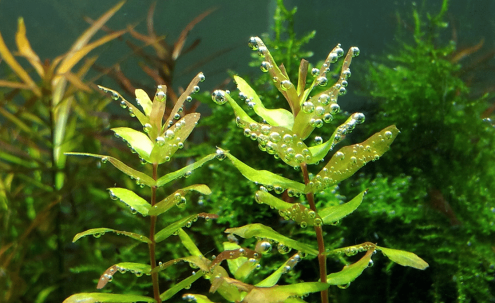 LCA Liverpool Creek Aquariums Rotala macranda "Green" aquarium plant