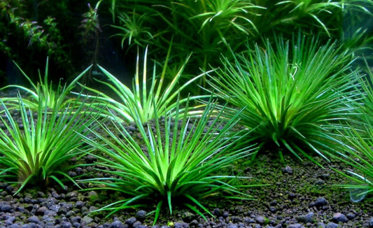 LCA Liverpool Creek Aquariums Eriocaulon Shiga aquarium plant