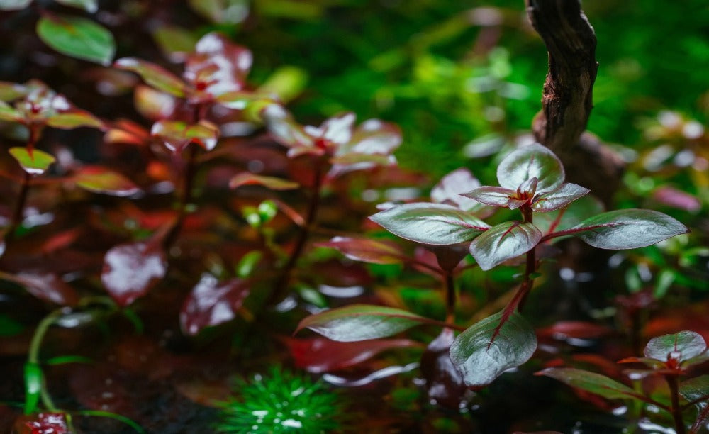 LCA Liverpool Creek Aquariums Ludwigia super red aquarium plant