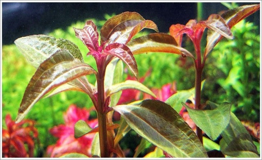 LCA Liverpool Creek Aquariums Aciotis acuminifolia aquarium plant