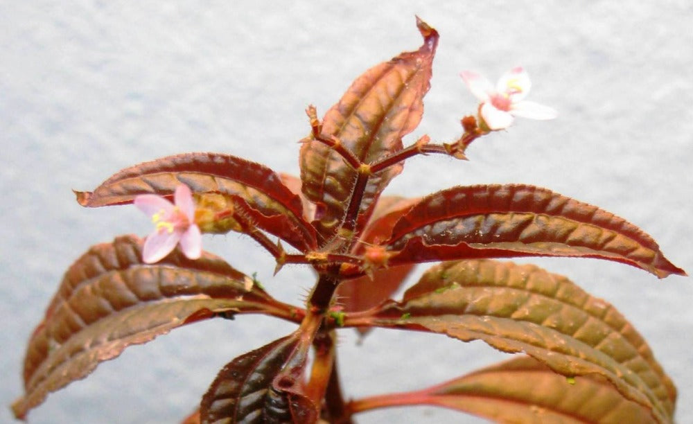 LCA Liverpool Creek Aquariums Aciotis acuminifolia aquarium plant