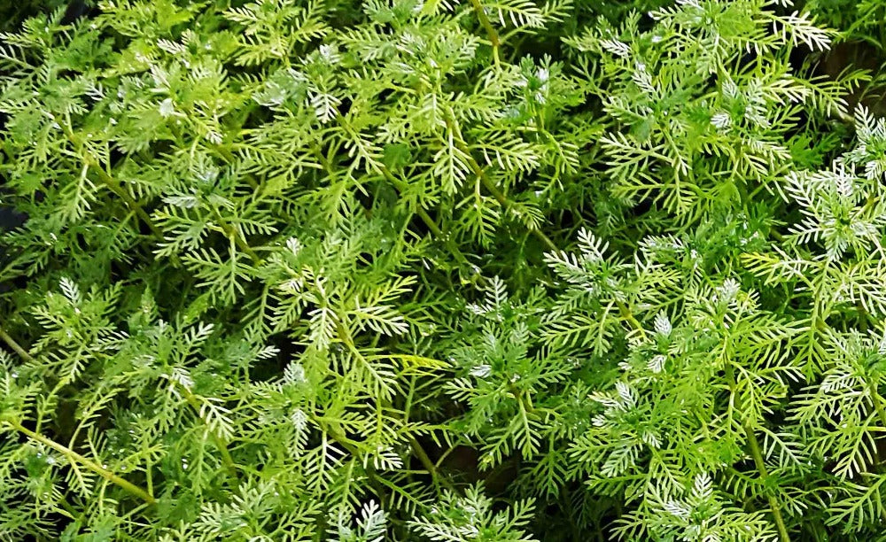 LCA Liverpool Creek Aqauriums Myriophyllum mattogrossense aquarium plant