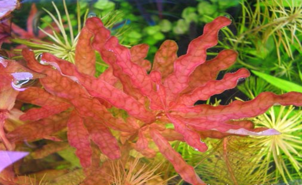 LCA Liverpool Creek Aquariums Ludwigia inclinata aquarium plant