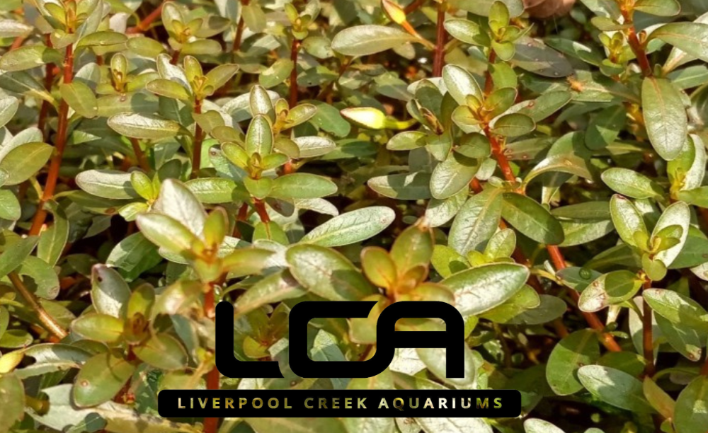 LCA Liverpool Creek Aquariums Ludwigia inclinata aquarium plant