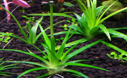 LCA Liverpool Creek Aquariums Eriocaulon parkeri  aquarium plant