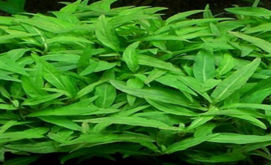 LCA Liverpool Creek Aquariums Staurogyne sp "Porto Velho" aquarium plant