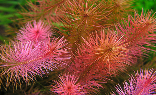 LCA Liverpool Creek Aquariums Rotala wallichii aquarium plant