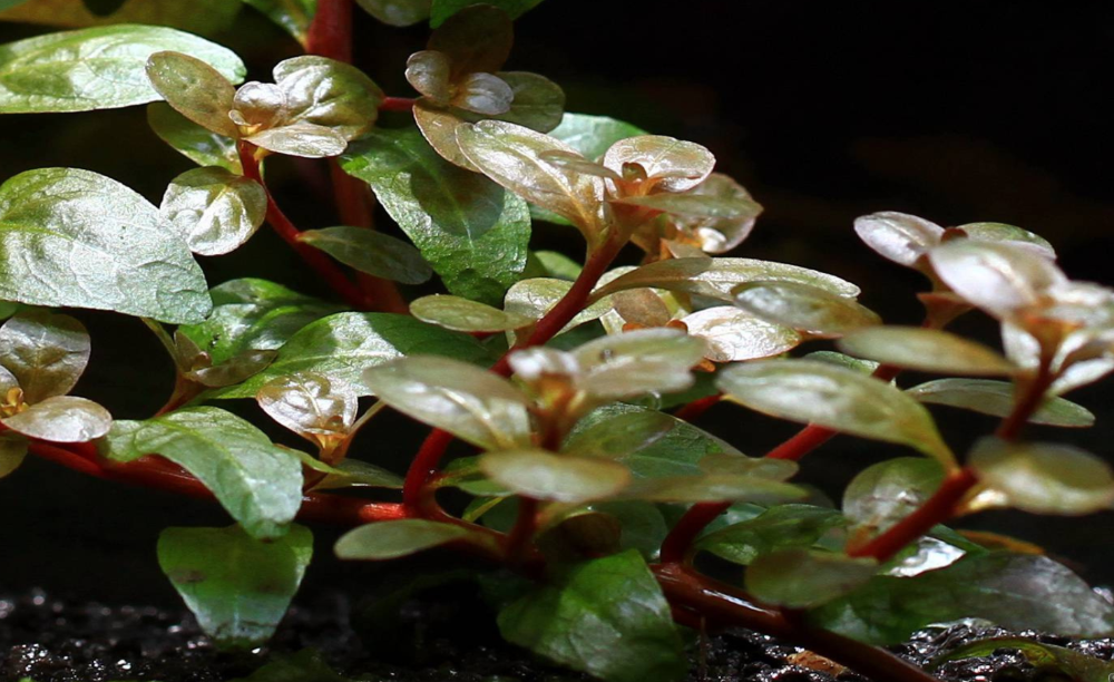 LCA Liverpool Creek Aquariums Ludwigia senegalensis aquarium plant