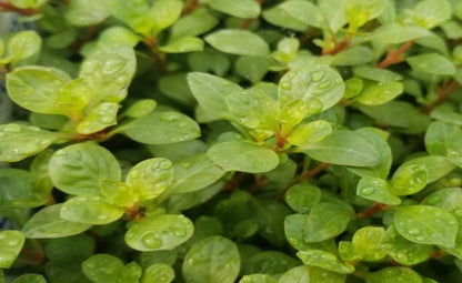 LCA Liverpool Creek Aquariums Ludwigia ovalis aquarium plant