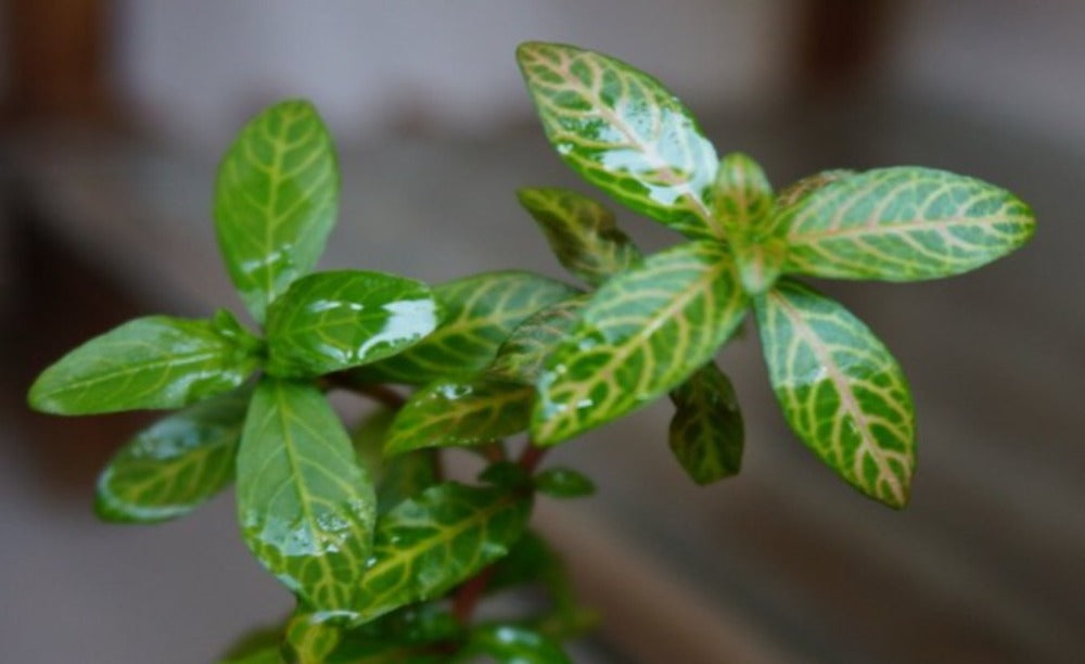 LCA Liverpool Creek Aquariums Hygrophila polysperma ' Sunset' aquarium plant