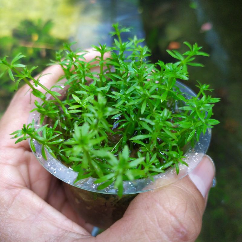 LCA Liverpool Creek Aquariums Limnophila 'Vietnam' aquarium plant
