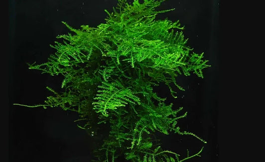 LCA Liverpool Creek Aquariums Singapore Moss aquarium plant