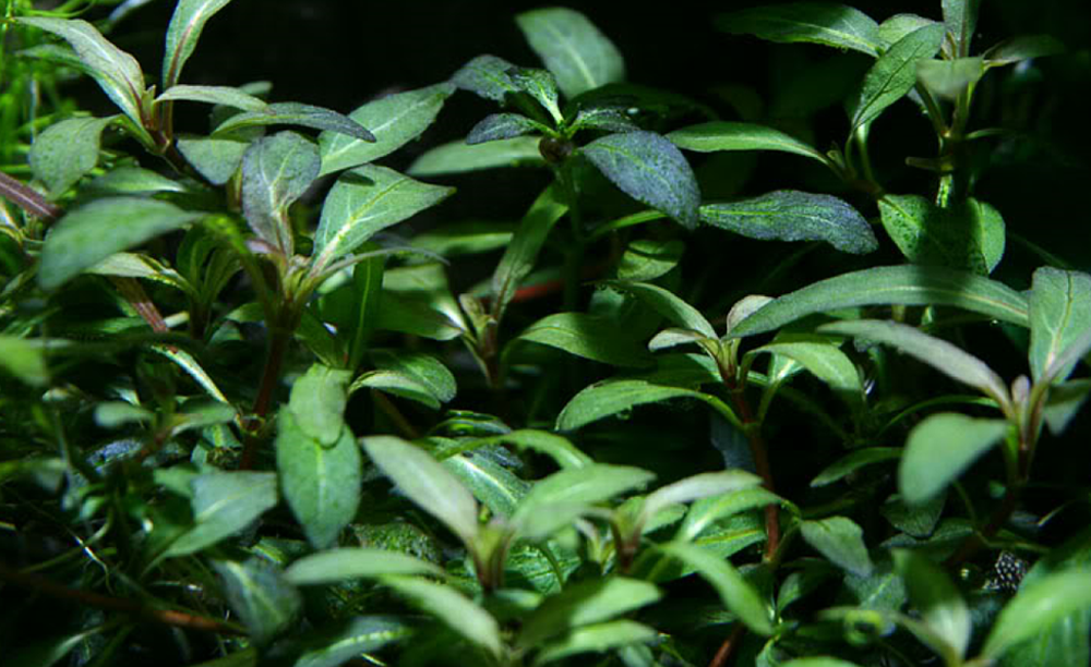 LCA Liverpool Creek Aquariums Staurogyne sp "Purple" aquarium plant