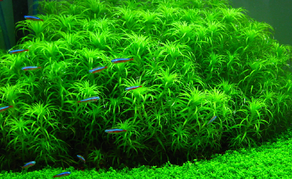 LCA Liverpool Creek Aquariums Syngonanthus macrocaulon aquarium plant